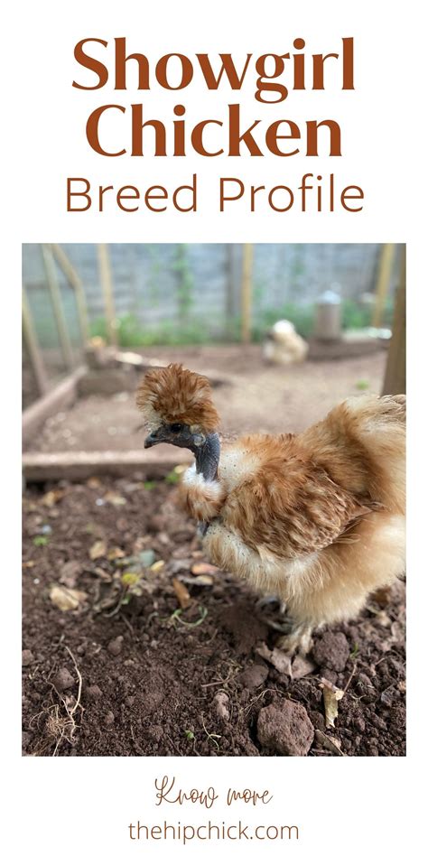 Showgirl Chicken Breed Profile